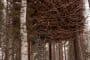 habitacion-TreeHotel-Nido_Pajaro-perspectiva