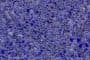 texturas-material-NovuStone
