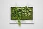 paredes vegetales para interiores