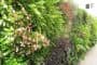 jardin-vertical-Clinica-USP-Sagrado-Corazon-Sevilla