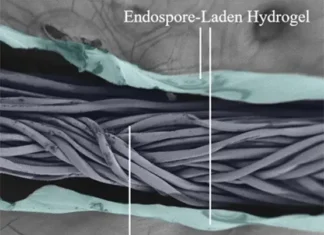 Avances en el hormigón autorreparable. BioFiber. reparación fisura hormigón biofiber